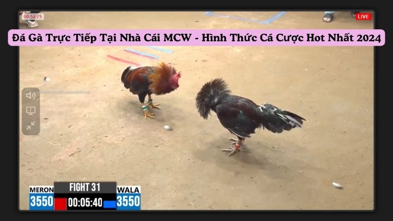 da-ga-truc-tiep-tai-nha-cai-mcw---hinh-thuc-ca-cuoc-hot-nhat-2024